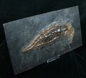 Museum Grade - Garfish From Messel Shales #4060-5